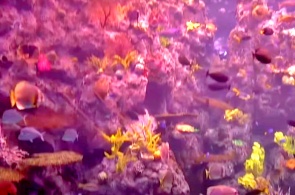 Aquarium récifal tropical du Pacifique. Webcams de Long Beach