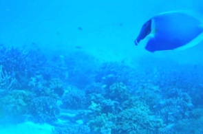 Caméra sous-marine sur l'île de Meeru. Webcams Meeru