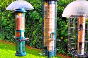 Mangeoire à oiseaux. Webcams de Sheffield