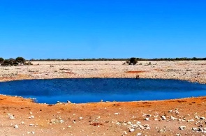 Point d'eau dans le parc national d'Etosha. Webcams d'Outjo