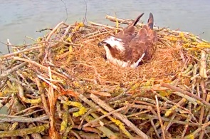 Webcam au nid de balbuzard pêcheur. Webcams Rutland