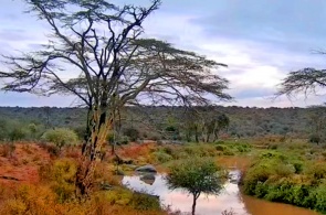 Rivière en Afrique. Laikipia webcams