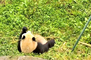 Panda géant. Webcams en ligne pour Chengdu