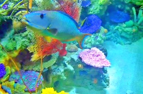 Aquarium avec poissons tropicaux. Webcams de Long Beach