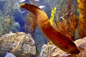 Aquarium de la grotte bleue. Webcams de Long Beach