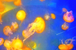 Aquarium avec méduses. Webcams de Long Beach