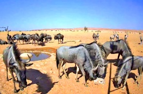 Point d'eau dans le désert du Namib. Webcams de Rehoboth