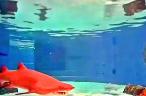 Lagon aux requins. Webcams de Long Beach