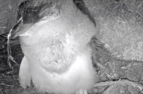Petit nid de pingouin. webcams à Oamaru